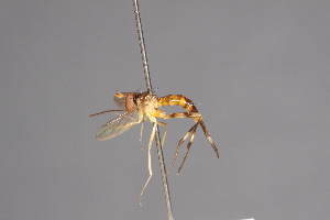  (Stylogaster abdominalis - CNC Diptera 28426)  @11 [ ] CreativeCommons - Attribution Non-Commercial (2010) Jeffrey H. Skevington Agriculture and Agri-Food Canada
