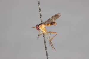  ( - CNC Diptera 28429)  @11 [ ] CreativeCommons - Attribution Non-Commercial (2010) Jeffrey H. Skevington Agriculture and Agri-Food Canada