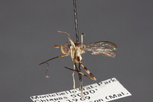  (Stylogaster ethiopa - CNC Diptera 28430)  @11 [ ] CreativeCommons - Attribution Non-Commercial (2010) Jeffrey H. Skevington Agriculture and Agri-Food Canada