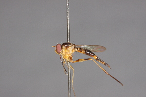  (Stylogaster hirtinervis - CNC Diptera 28432)  @11 [ ] CreativeCommons - Attribution Non-Commercial (2010) Jeffrey H. Skevington Agriculture and Agri-Food Canada