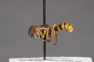  ( - CNC Diptera 28439)  @11 [ ] CreativeCommons - Attribution Non-Commercial (2010) Jeffrey H. Skevington Agriculture and Agri-Food Canada