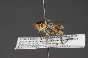  ( - CNC Diptera 28441)  @11 [ ] CreativeCommons - Attribution Non-Commercial (2010) Jeffrey H. Skevington Agriculture and Agri-Food Canada