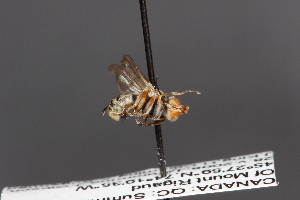  (Zodion fulvifrons - CNC Diptera 12799)  @12 [ ] CreativeCommons - Attribution Non-Commercial (2010) Jeffrey H. Skevington Agriculture and Agri-Food Canada