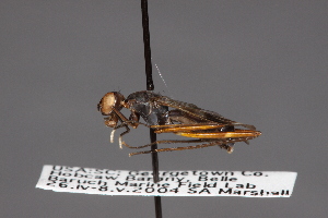  (Taeniaptera - CNC Diptera 28442)  @14 [ ] CreativeCommons - Attribution Non-Commercial (2010) Jeffrey H. Skevington Agriculture and Agri-Food Canada