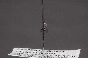  ( - CNC Diptera 28440)  @11 [ ] CreativeCommons - Attribution Non-Commercial (2010) Jeffrey H. Skevington Agriculture and Agri-Food Canada