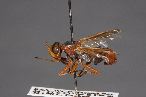  (Conops elegans - CNC Diptera 28453)  @11 [ ] CreativeCommons - Attribution Non-Commercial (2010) Jeffrey H. Skevington Agriculture and Agri-Food Canada