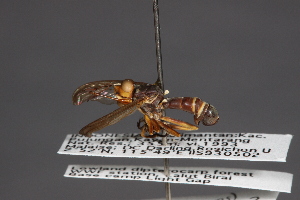  (Conops kulinicus - CNC Diptera 28454)  @11 [ ] CreativeCommons - Attribution Non-Commercial (2010) Jeffrey H. Skevington Agriculture and Agri-Food Canada