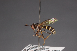  (Conops nigrifrons - CNC Diptera 28456)  @11 [ ] CreativeCommons - Attribution Non-Commercial (2010) Jeffrey H. Skevington Agriculture and Agri-Food Canada