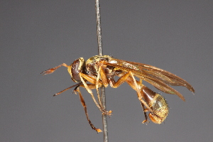  (Conops geminatus - CNC Diptera 28459)  @13 [ ] CreativeCommons - Attribution Non-Commercial (2010) Jeffrey H. Skevington Agriculture and Agri-Food Canada