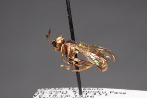  (Leopoldius japonicus - CNC Diptera 28460)  @11 [ ] CreativeCommons - Attribution Non-Commercial (2010) Jeffrey H. Skevington Agriculture and Agri-Food Canada