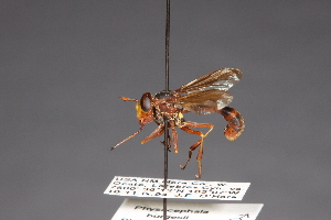  ( - CNC Diptera 28462)  @11 [ ] CreativeCommons - Attribution Non-Commercial (2010) Jeffrey H. Skevington Agriculture and Agri-Food Canada