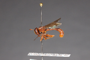  ( - CNC Diptera 1822)  @11 [ ] CreativeCommons - Attribution Non-Commercial (2010) Jeffrey H. Skevington Agriculture and Agri-Food Canada