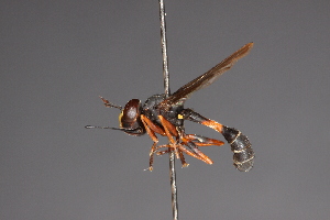  (Physocephala inhabilis - CNC Diptera 28466)  @11 [ ] CreativeCommons - Attribution Non-Commercial (2010) Jeffrey H. Skevington Agriculture and Agri-Food Canada