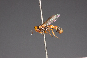  ( - CNC Diptera 28473)  @14 [ ] CreativeCommons - Attribution Non-Commercial (2010) Jeffrey H. Skevington Agriculture and Agri-Food Canada