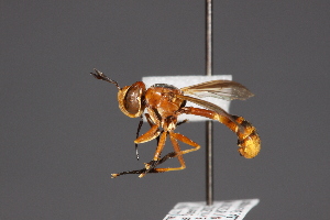  (Physoconops fronto - CNC Diptera 1719)  @15 [ ] CreativeCommons - Attribution Non-Commercial (2010) Jeffrey H. Skevington Agriculture and Agri-Food Canada