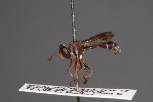  (Pseudophysocephala - CNC Diptera 28477)  @11 [ ] CreativeCommons - Attribution Non-Commercial (2010) Jeffrey H. Skevington Agriculture and Agri-Food Canada