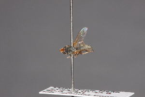  (Zodion erythrurum - CNC Diptera 28501)  @11 [ ] CreativeCommons - Attribution Non-Commercial (2010) Jeffrey H. Skevington Agriculture and Agri-Food Canada