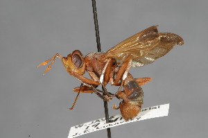  (Conops nubeculosus - CNC Diptera 28342)  @11 [ ] CreativeCommons - Attribution Non-Commercial (2010) Jeffrey H. Skevington Agriculture and Agri-Food Canada