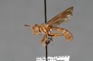  (Conops rondanii - CNC Diptera 28343)  @11 [ ] CreativeCommons - Attribution Non-Commercial (2010) Jeffrey H. Skevington Agriculture and Agri-Food Canada