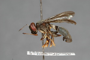  (Conops nobilis - CNC Diptera 28344)  @11 [ ] CreativeCommons - Attribution Non-Commercial (2010) Jeffrey H. Skevington Agriculture and Agri-Food Canada