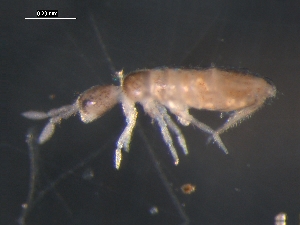  (Pseudosinella octopunctata - ONTCOL0588)  @13 [ ] CreativeCommons - Attribution (2010) David Porco Centre for Biodiversity Genomics