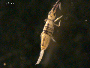  ( - ONTCOL0731)  @14 [ ] CreativeCommons - Attribution (2010) CBG Photography Group Centre for Biodiversity Genomics
