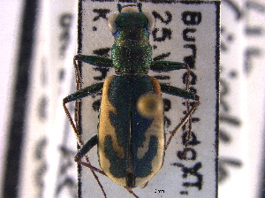  (Cicindela terricola - BIOUG09887-A01)  @11 [ ] CreativeCommons - Attribution (2014) CBG Photography Group Centre for Biodiversity Genomics