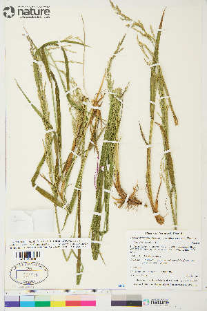  (Arctagrostis arundinacea - CCDB-34685-C02)  @11 [ ] CreativeCommons - Attribution Non-Commercial 4.0 International (2020) Canadian Museum of Nature Canadian Museum of Nature