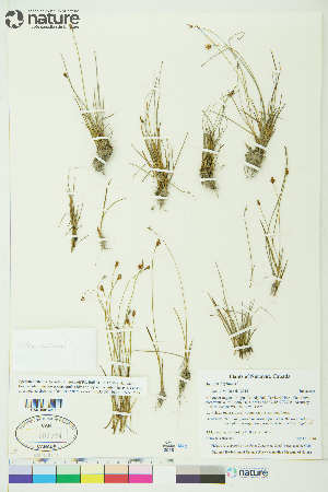  ( - CCDB-34685-D08)  @11 [ ] CreativeCommons - Attribution Non-Commercial 4.0 International (2020) Canadian Museum of Nature Canadian Museum of Nature