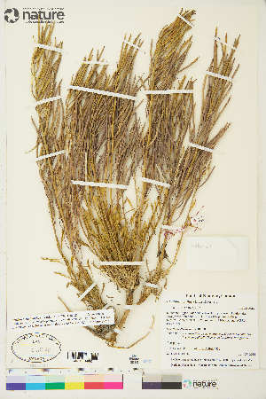  (Erysimum pallasii - CCDB-36016-E12)  @11 [ ] CreativeCommons - Attribution Non-Commercial 4.0 International (2020) Canadian Museum of Nature Canadian Museum of Nature