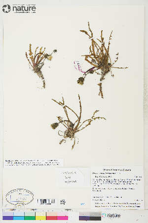  (Taraxacum holmenianum - CCDB-36016-B03)  @11 [ ] CreativeCommons - Attribution Non-Commercial 4.0 International (2020) Canadian Museum of Nature Canadian Museum of Nature