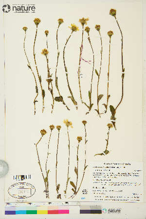  (Tephroseris frigida - CCDB-36018-C04)  @11 [ ] CreativeCommons - Attribution Non-Commercial 4.0 International (2020) Canadian Museum of Nature Canadian Museum of Nature