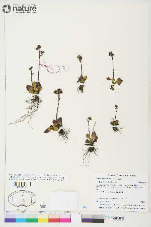  ( - CCDB-36017-F05)  @11 [ ] CreativeCommons - Attribution Non-Commercial 4.0 International (2020) Canadian Museum of Nature Canadian Museum of Nature