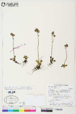  ( - CCDB-36013-D02)  @11 [ ] CreativeCommons - Attribution Non-Commercial 4.0 International (2020) Canadian Museum of Nature Canadian Museum of Nature