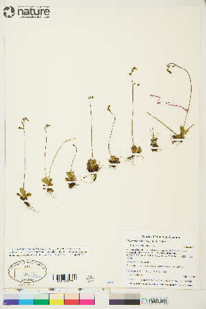  ( - CCDB-36017-D06)  @11 [ ] CreativeCommons - Attribution Non-Commercial 4.0 International (2020) Canadian Museum of Nature Canadian Museum of Nature