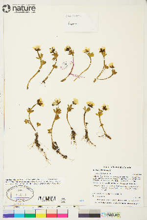  (Ranunculus nivalis - CCDB-36017-B02)  @11 [ ] CreativeCommons - Attribution Non-Commercial 4.0 International (2020) Canadian Museum of Nature Canadian Museum of Nature
