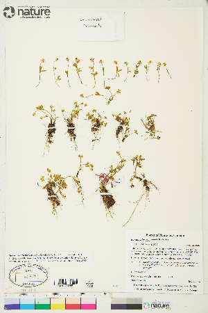  (Ranunculus pygmaeus - CCDB-36017-C02)  @11 [ ] CreativeCommons - Attribution Non-Commercial 4.0 International (2020) Canadian Museum of Nature Canadian Museum of Nature
