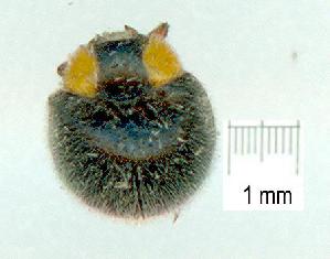  (Apolinus lividigaster - gvc10348-1L)  @12 [ ] Copyright (2004) Graeme V. Cocks Unspecified