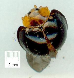  (Chilocorus malasiae - gvc11232-1L)  @12 [ ] Copyright (2004) Graeme V. Cocks Unspecified