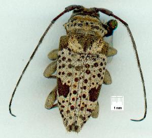  (Parahybolasias fuscomaculatus - gvc12072-1L)  @13 [ ] Copyright (2004) Graeme V. Cocks Unspecified