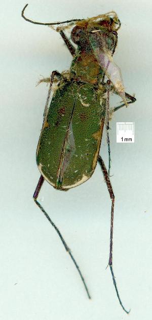  (Myriochila - gvc15152-1L)  @14 [ ] CreativeCommons - Attribution Non-Commercial (2010) Graeme V. Cocks Research Collection of Graeme V. Cocks