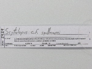  (Scytalopus griseicollis - UIS-CT2477)  @11 [ ] Unspecified (default): All Rights Reserved  Museo de Historia Natural UIS Universidad Industrial de Santander