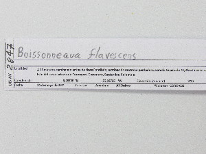  ( - UIS-CT02462)  @11 [ ] Unspecified (default): All Rights Reserved  Museo de Historia Natural UIS Universidad Industrial de Santander