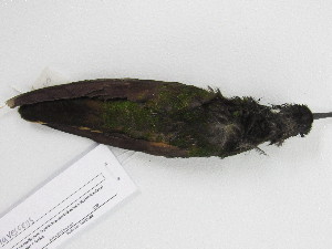  ( - UIS-CT02462)  @11 [ ] Unspecified (default): All Rights Reserved  Museo de Historia Natural UIS Universidad Industrial de Santander