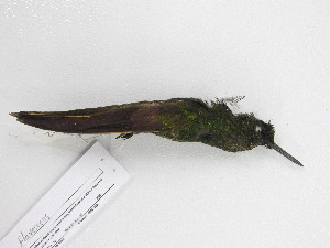  ( - UIS-CT02462)  @11 [ ] Unspecified (default): All Rights Reserved  Museo de Historia Natural UIS Universidad Industrial de Santander