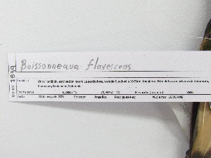  ( - UIS-CT02509)  @11 [ ] Unspecified (default): All Rights Reserved  Museo de Historia Natural UIS Universidad Industrial de Santander