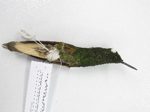  ( - UIS-CT02509)  @11 [ ] Unspecified (default): All Rights Reserved  Museo de Historia Natural UIS Universidad Industrial de Santander