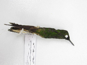  ( - UIS-CT02509)  @11 [ ] Unspecified (default): All Rights Reserved  Museo de Historia Natural UIS Universidad Industrial de Santander