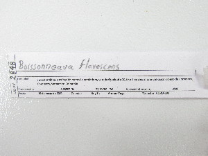  ( - UIS-CT02493)  @11 [ ] Unspecified (default): All Rights Reserved  Museo de Historia Natural UIS Universidad Industrial de Santander