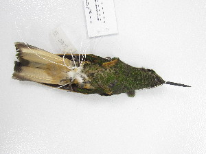  ( - UIS-CT02493)  @11 [ ] Unspecified (default): All Rights Reserved  Museo de Historia Natural UIS Universidad Industrial de Santander